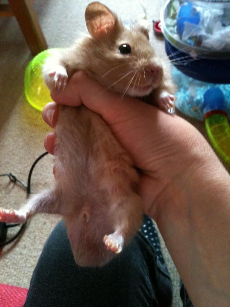 Hamsters Penis 9