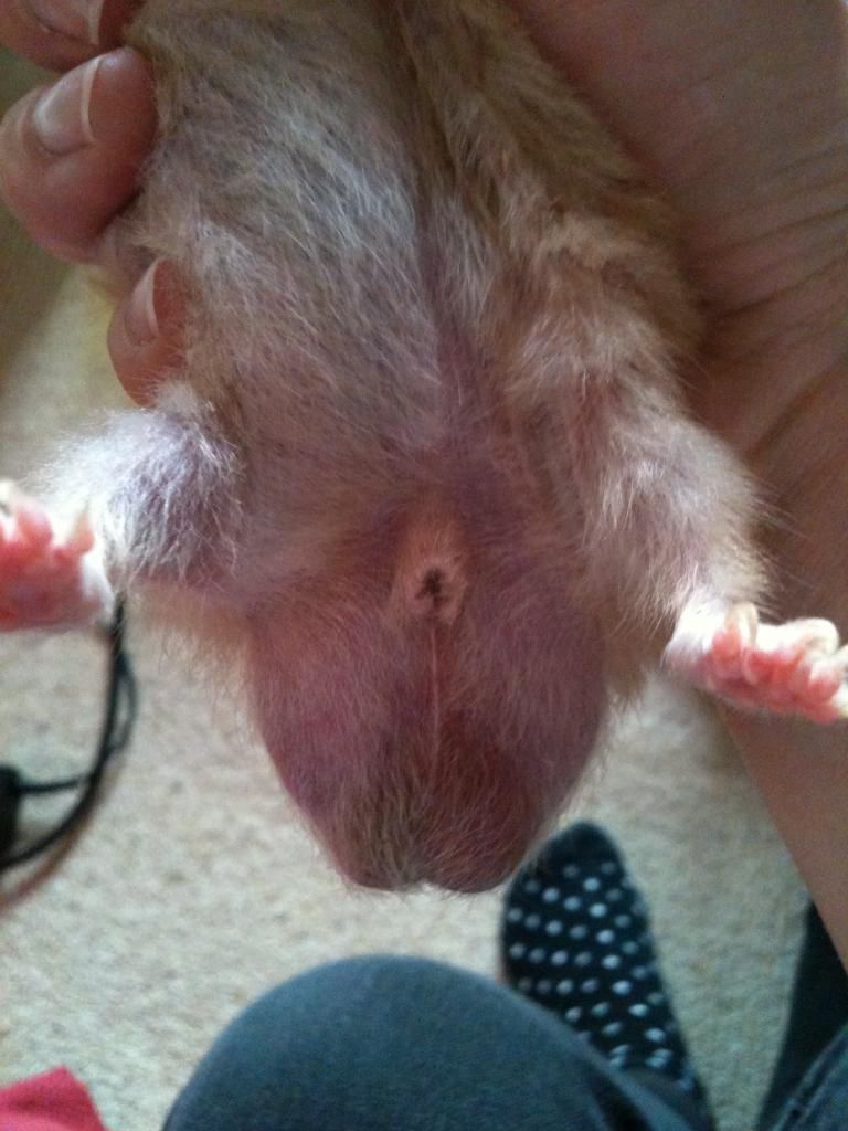 Hamsters Penis 31