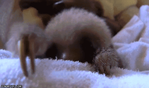 tumblr_mg55vcN78J1rwyv1mo1_500_zpsc70074ea.gif