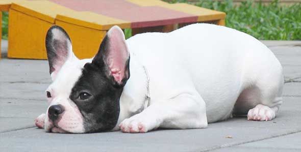 french-bulldog-sad-1024x768_zpsc89244cb.jpg