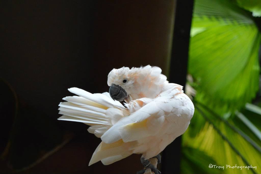 colorful parrots photo: 841d8f5e 614cfe24.jpg