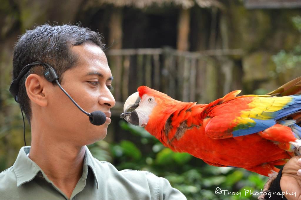 colorful parrots photo: 004514de 8051c4f5.jpg