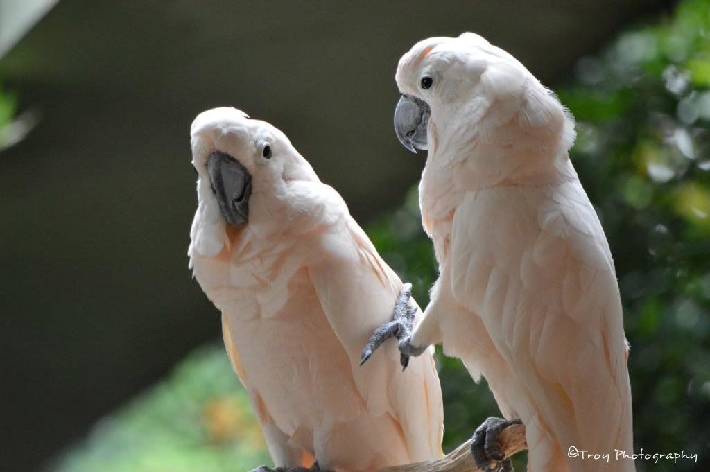 colorful parrots photo: e8d6a264 ffcdcc96.jpg