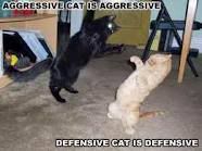 aggressivecat.jpg