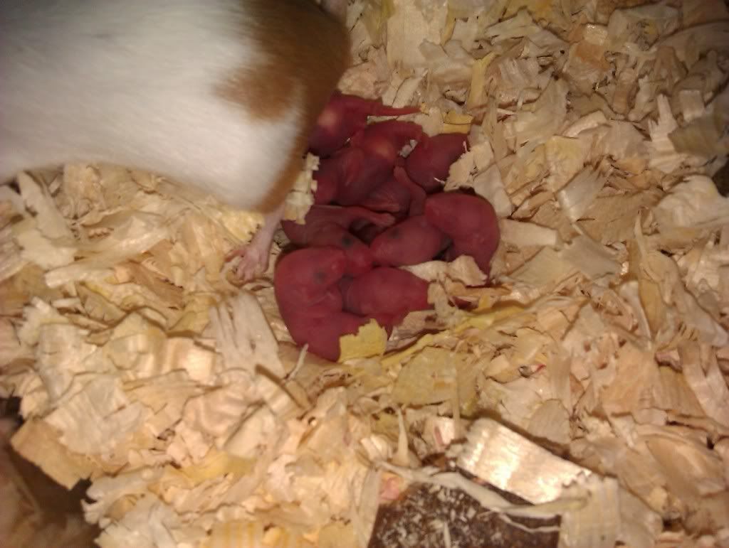 FOR SALE male baby mice for sale SOUTHAMPTON Pet Mice Forum