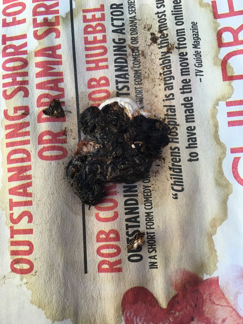 Poop and cricket size Health