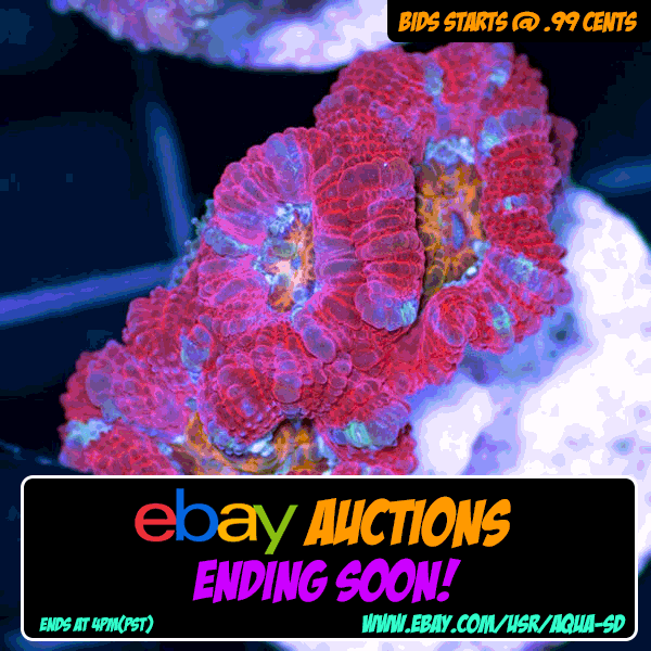 EbayBump-003_zpsdsj0kahe.gif
