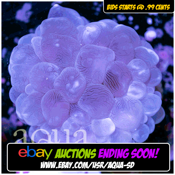 ebay-bump-12-20-18-003_zps2f3hgjy0.gif