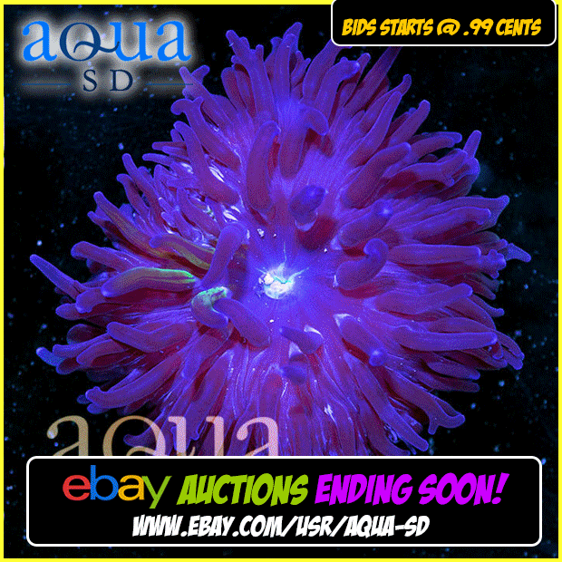 ebay-bump-anemones_zps3itji4v9.gif