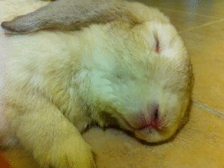 sleeping-bunny.gif