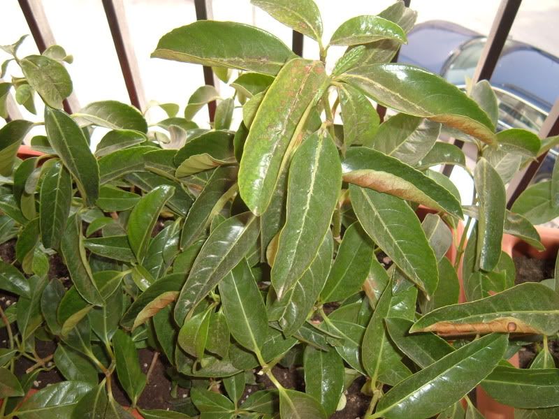 Viburno lucido con problemi un quadrato di giardino Malattie del viburno lucido