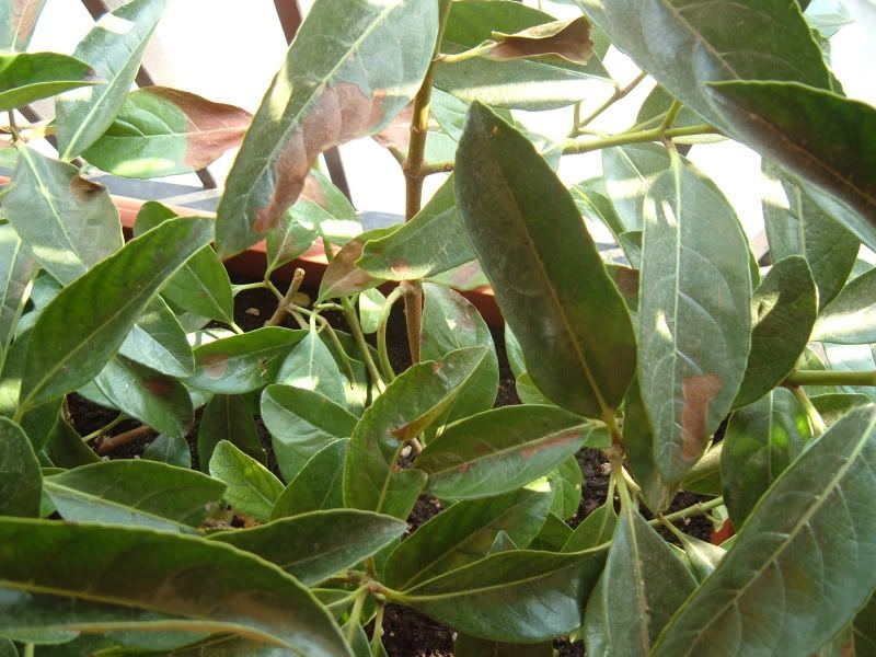 Viburno lucido con problemi un quadrato di giardino Malattie del viburno lucido