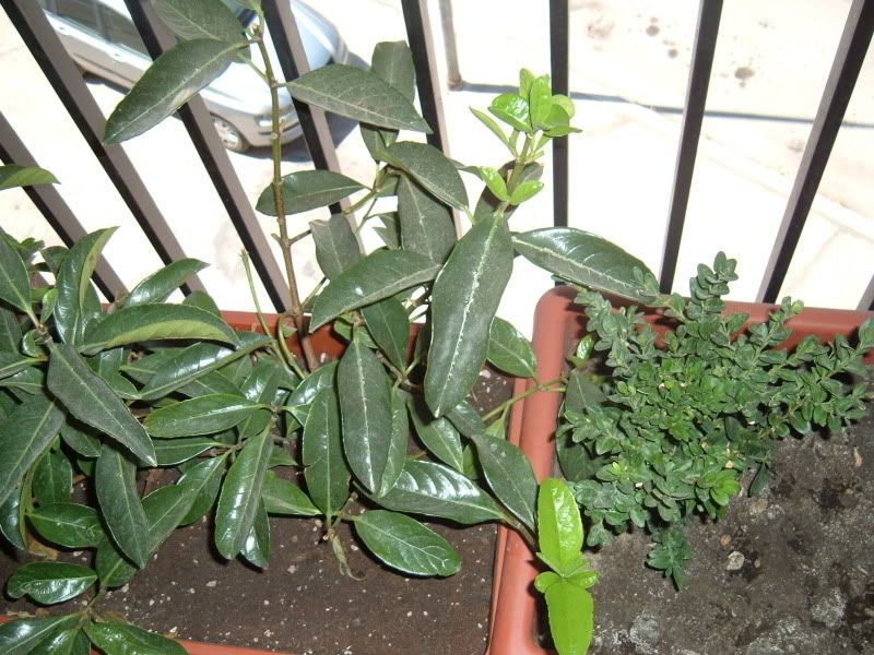 DSCF1229.jpg