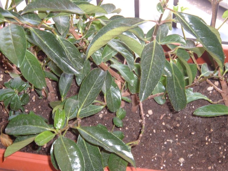 DSCF1256.jpg