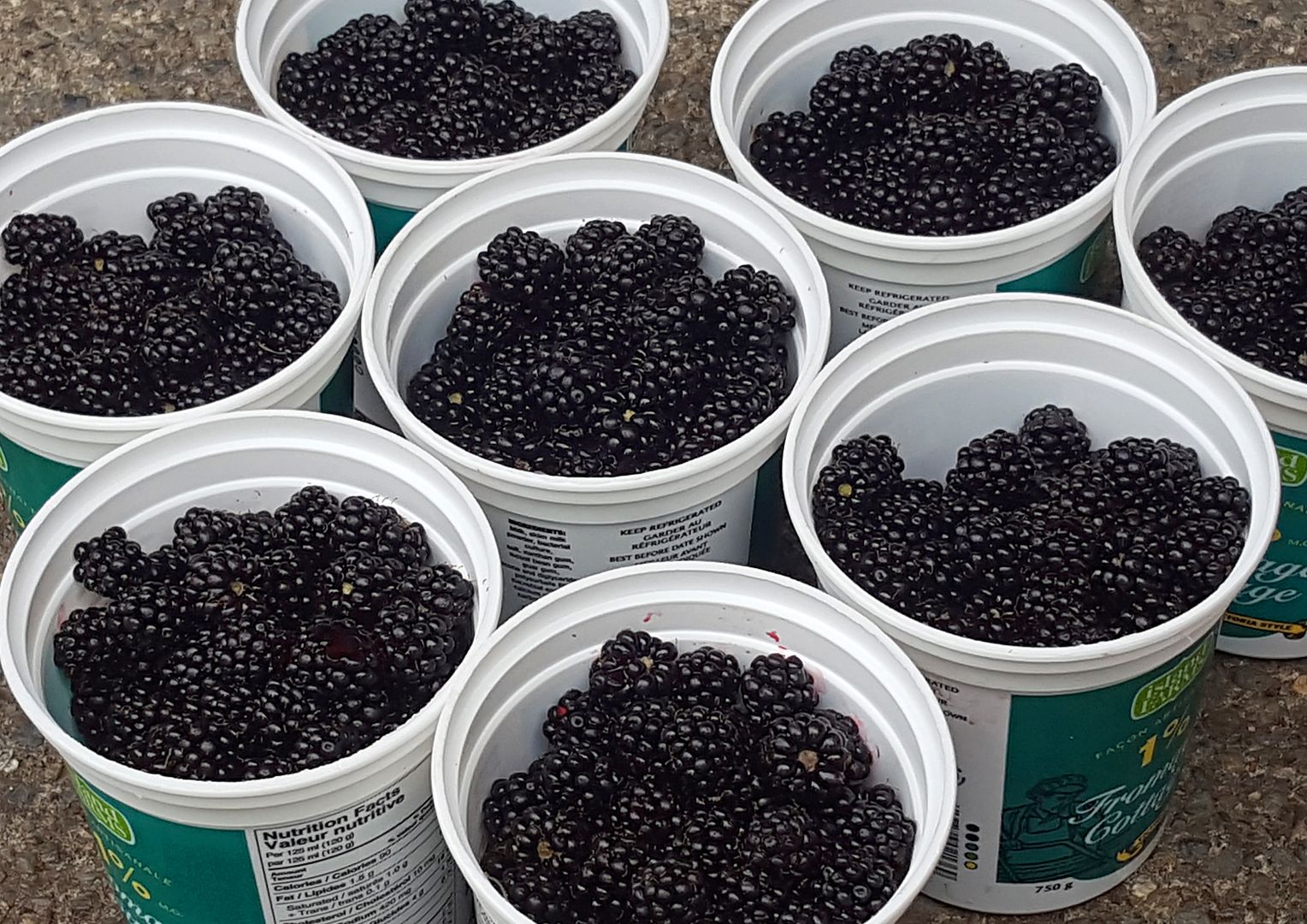 blackberries%202016.jpg