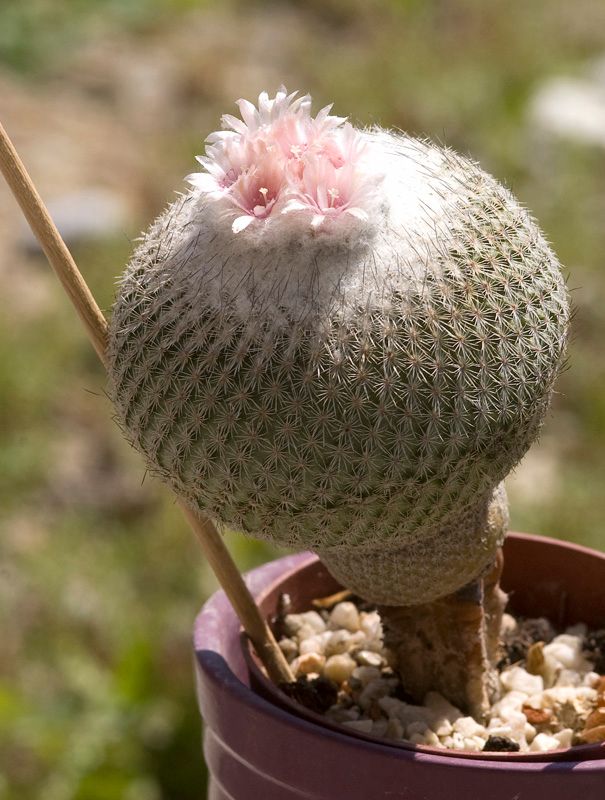 epithelantha pachyrhiza