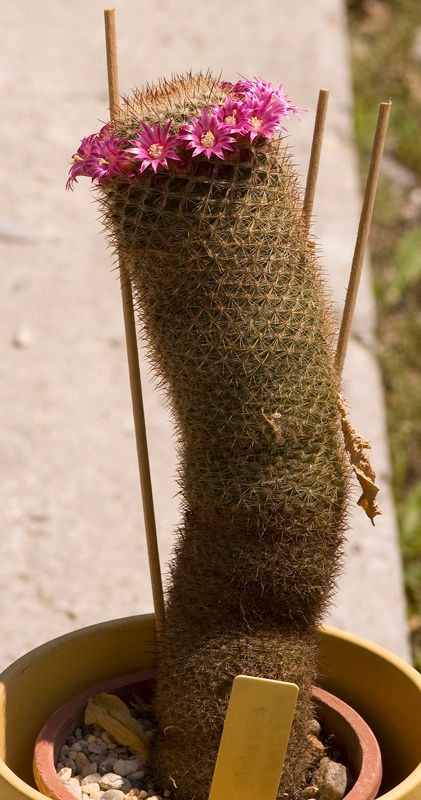 mammillaria hahniana