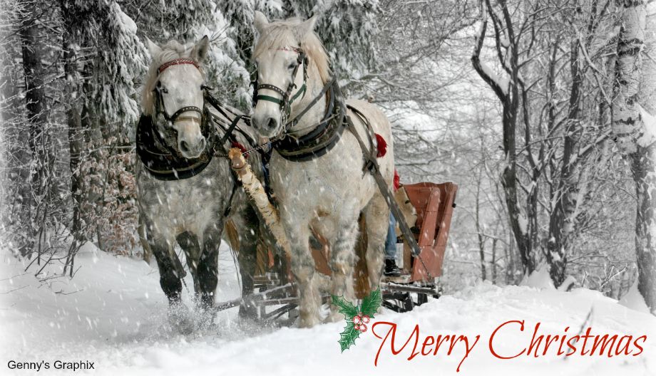 sleigh-ride-horses-the-horse-winter%201_