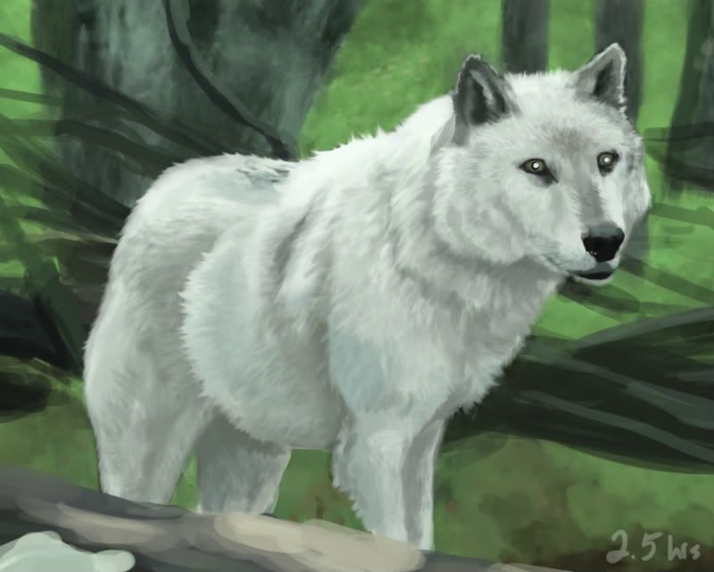 [Image: 12-013-WolfStudy.jpg]