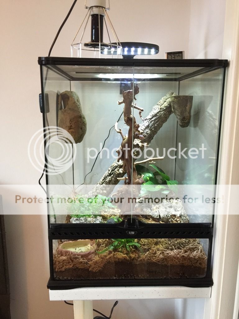 Crestied Gecko Exo Terra setup | Reptile Forums