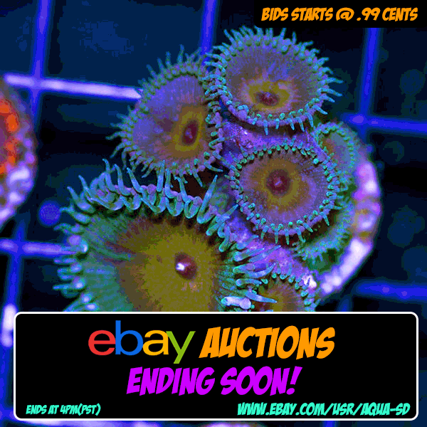 EbayBump-001_zpsahjrl05w.gif