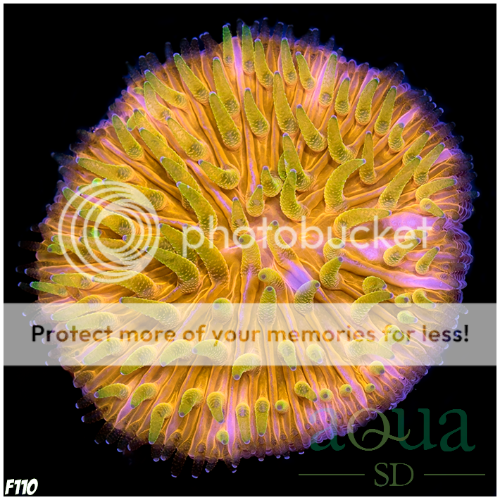 F110_Golden_Tipped_Super_Plate_Coral_-_8