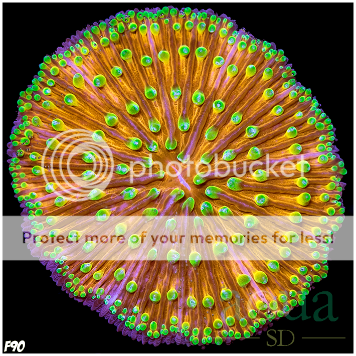 F90_Golden_Tipped_Super_Plate_Coral_-_82