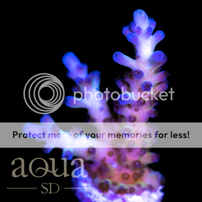 Ultra%20Wave%20Acropora_zps8yw65yk9.png