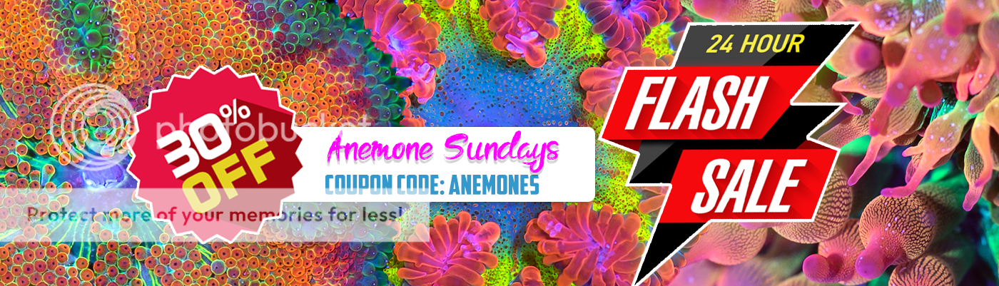 web-anemone-sunday_zpsyhuzatqz.png