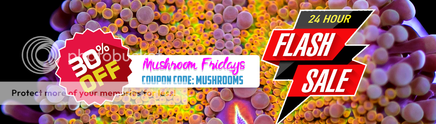 web-mushroom-friday_zpssamxr4p5.png