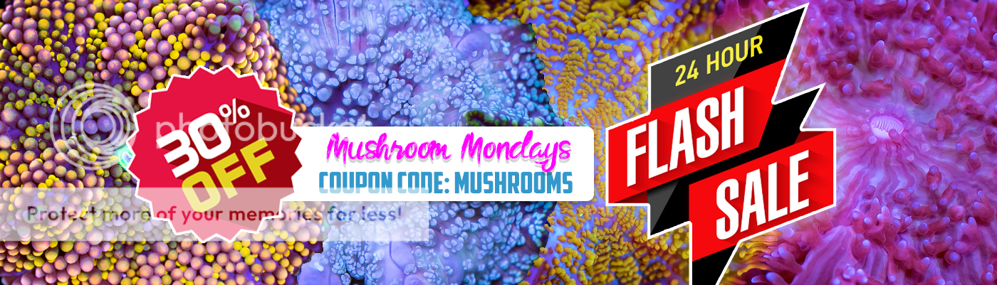 web-mushroom-mondays_zpsfucp7ivh.png